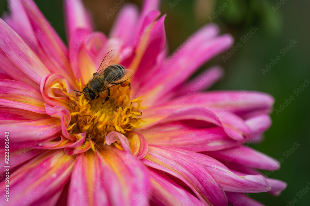 Flowers dahlias in the botanical garden Flowers dahlias in the botanical garden