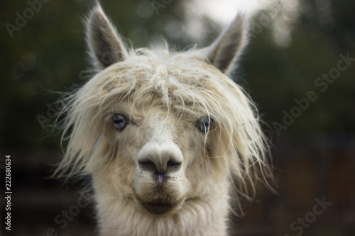 muzzle of white llama alpaca with bangs photo