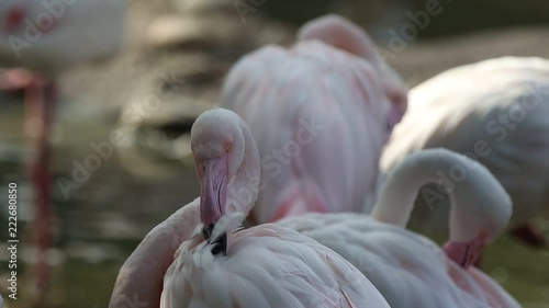 Beautiful group of pink flamingos at the zoo, solo pink flamingo bird (phoenicopterus) standing grooming its feathers, beautiful white pinkish bird near pond, water bird in its enrironment photo