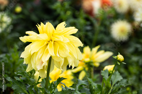 Fototapeta Naklejka Na Ścianę i Meble -  Flowers dahlias in the botanical garden