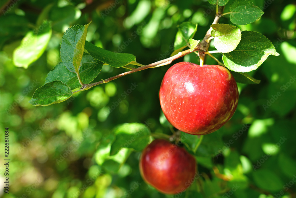 Organic red apples on branch Organic red apples on branch