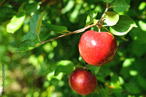 Organic red apples on branch