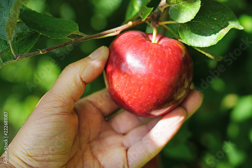 Organic apple plucking