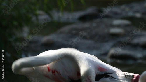 Beautiful group of pink flamingos at the zoo, solo pink flamingo bird (phoenicopterus) standing grooming its feathers, beautiful white pinkish bird near pond, water bird in its enrironment photo