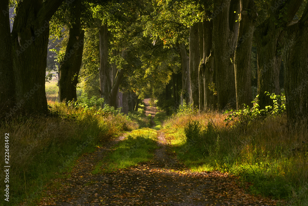 Autumn country road, Poland, around the city of Elblag Autumn country road, Poland, around the city of Elblag