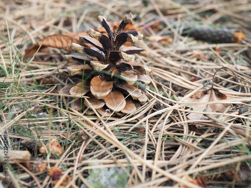 Pinecone layed on dry leaves  autumn foliage