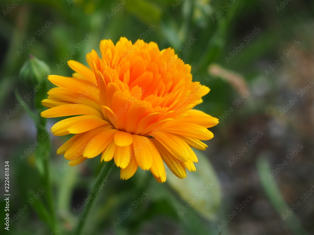 Orange beautiful macro flower, photo background Orange beautiful macro flower, photo background
