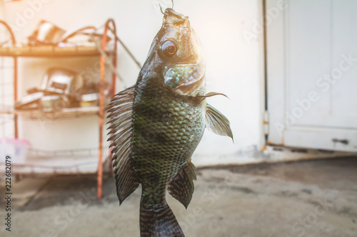 Fishing Nile Oreochromis niloticus from the pond phuket thailand photo