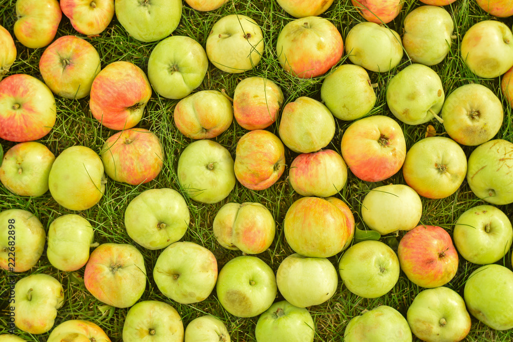 Apples on a grass as a background Apples on a grass as a background