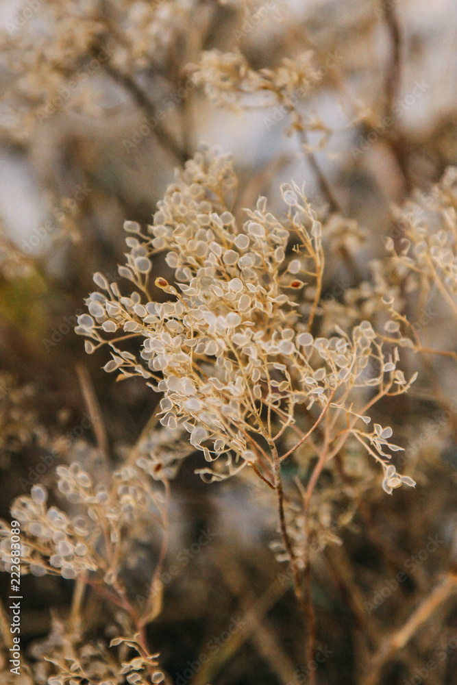 Decorative dry plant, yellow background Decorative dry plant, yellow background