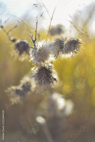 Dried thistle flowers in a prairie in the later afternoon