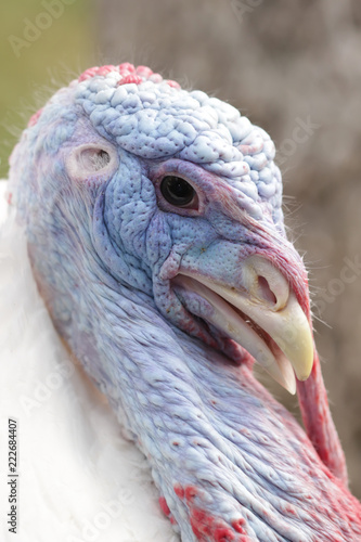 Male turkey portrait