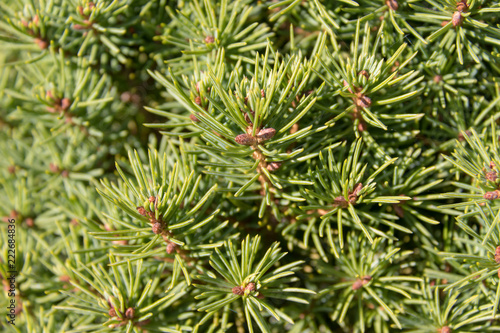 Small pines needles macro, summer sun.