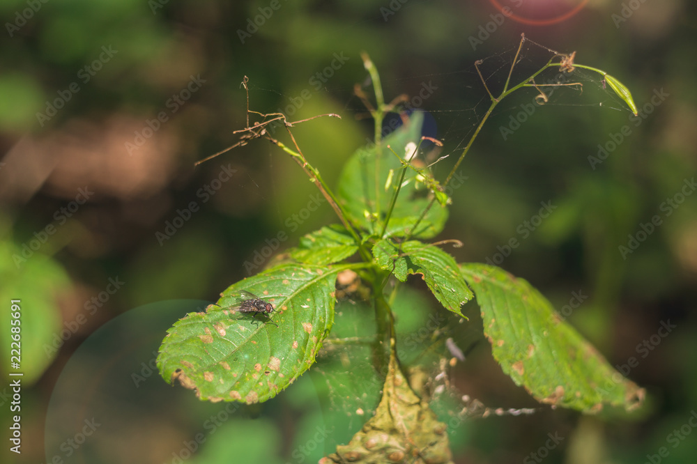 Fly on the leaf in forest. Spiderweb on plant and dry leaves the same plant. At right upper corner is glare. Fly on the leaf in forest. Spiderweb on plant and dry leaves the same plant. At right upper corner is glare.