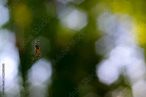 Small spider handing in spiderweb. On background curly green bokeh