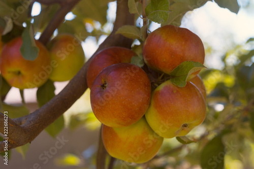 Ripe apples on a branch in agrarian fruit garden. Sunshine kisses fruits. Harvest season.