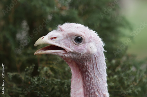 Turkey on a farm