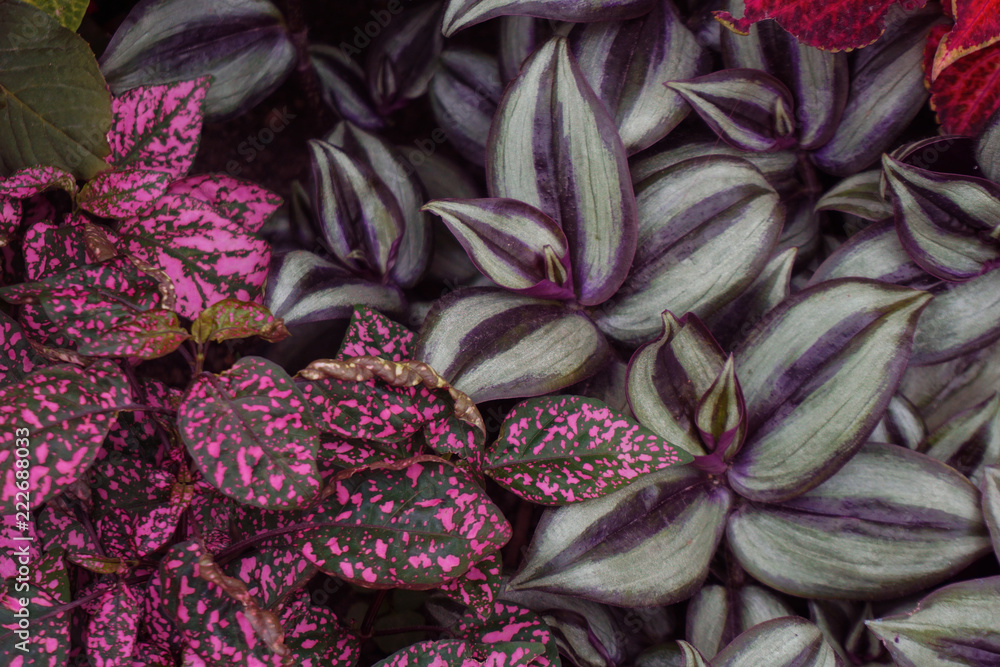 pretty speckled purple cabbage leaves