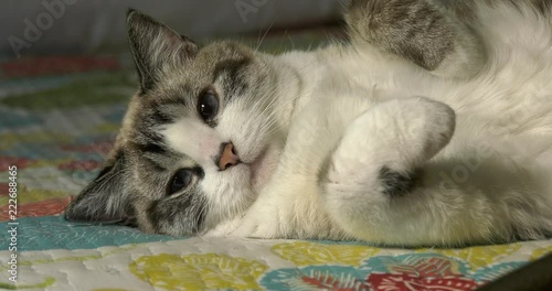 Domestic cat