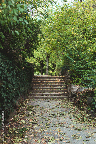 Grüner Park Weg mit vielen herbst blühenden Bäumen mit Treppe
