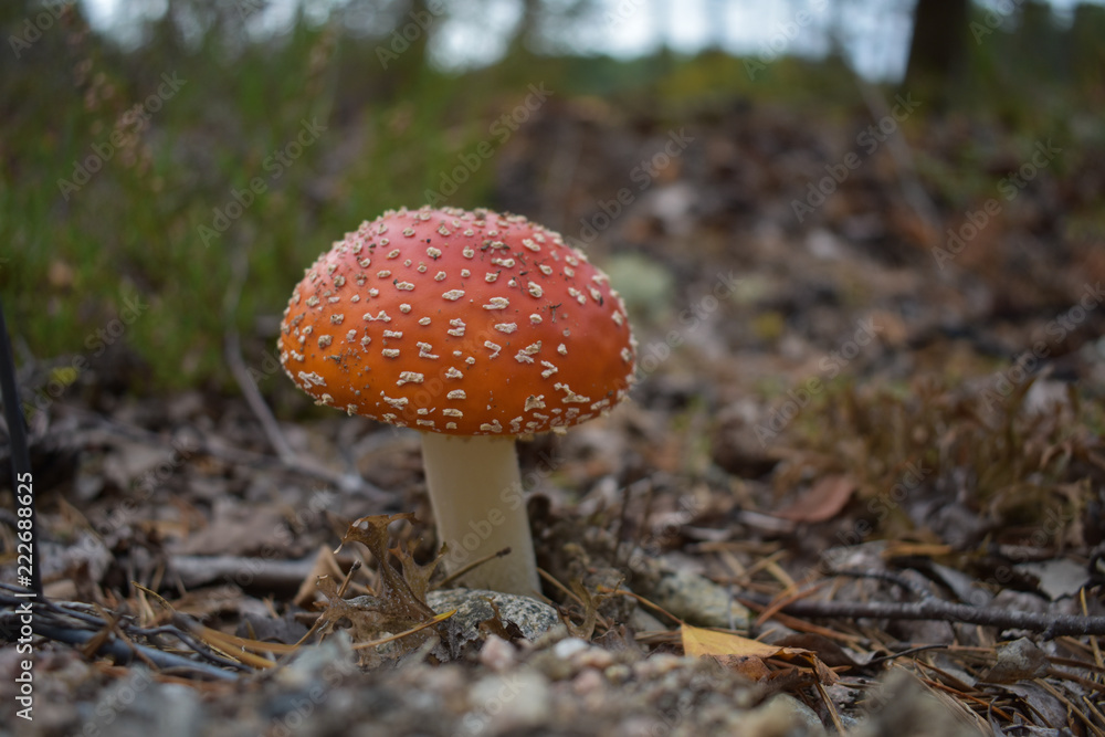 Amanita muscaria or commonly known as fly agaric is a poisonous mushroom Amanita muscaria or commonly known as fly agaric is a poisonous mushroom