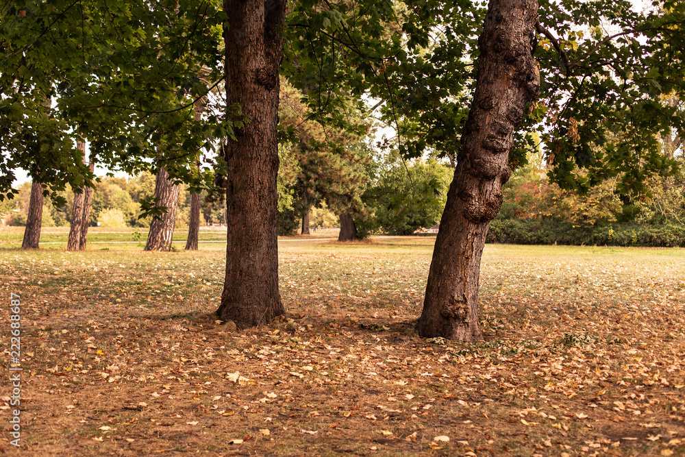 Schöne Reine Natur Landschaft mit Herbstlaub Schöne Reine Natur Landschaft mit Herbstlaub