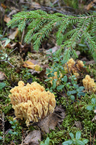 Edible yellow coral fungi surrounded by pine trees and other small plants in the forest