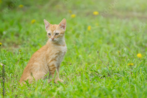 Young orange cat play on green grass close up