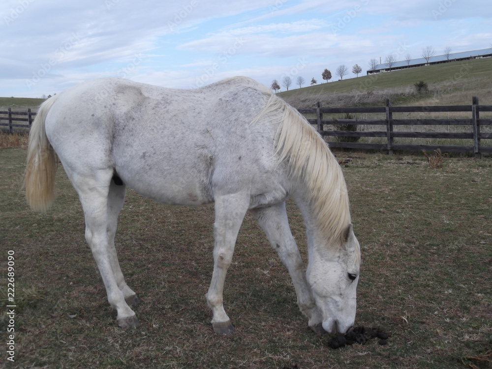 Obraz premium grazing white horse
