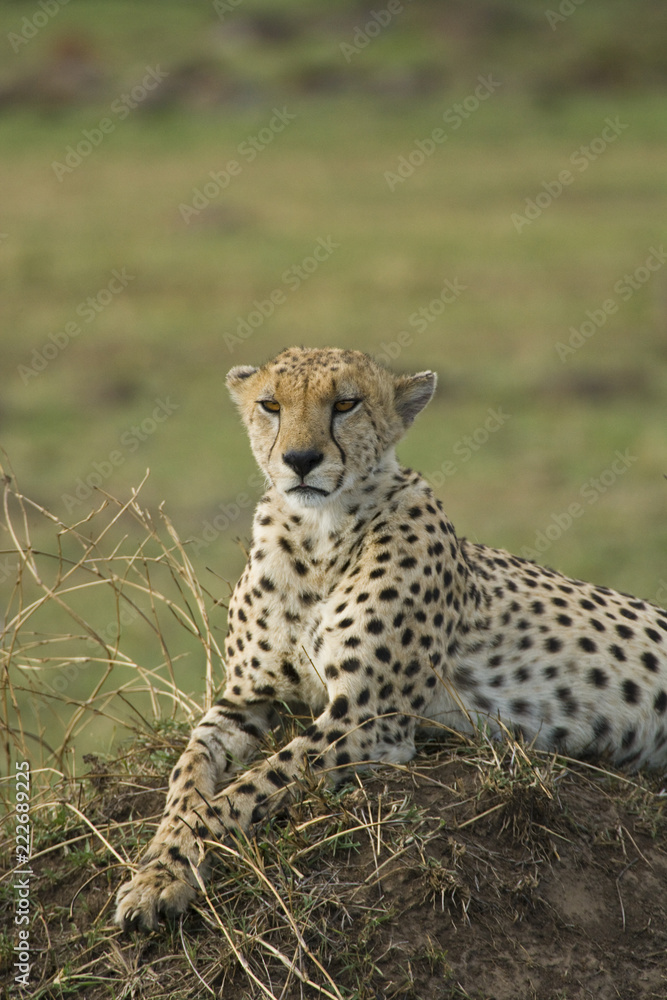 Cheetah Cheetah