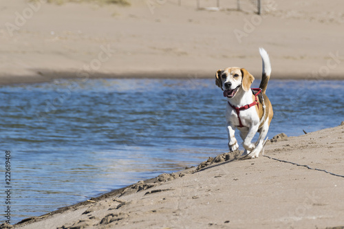Beagle on the beach