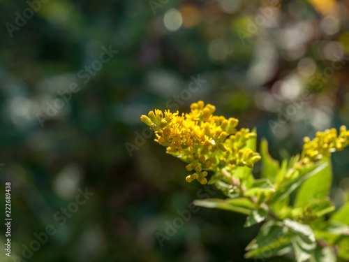 Closeup yellow flowers