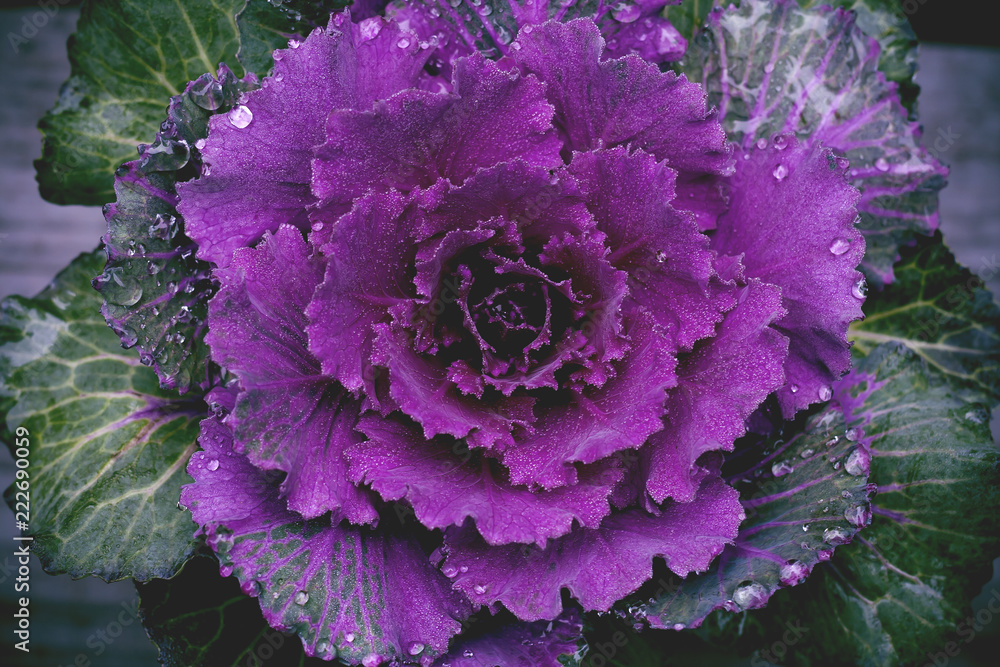 Obraz premium BRassica oleracea, ornamental cabbage with dew drops