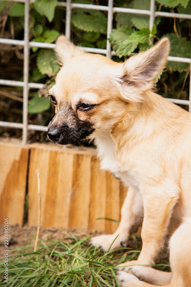 Φωτογραφία dog,chihuahua,pomsky,domestic,mammal,pet,happy,puppy,white,brown,adorable,outdoo