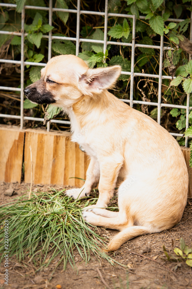 Φωτογραφία dog,chihuahua,pomsky,domestic,mammal,pet,happy,puppy,white,brown,adorable,outdoo