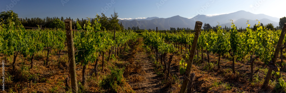 Panoramic shot of a summer vineyard shot Panoramic shot of a summer vineyard shot