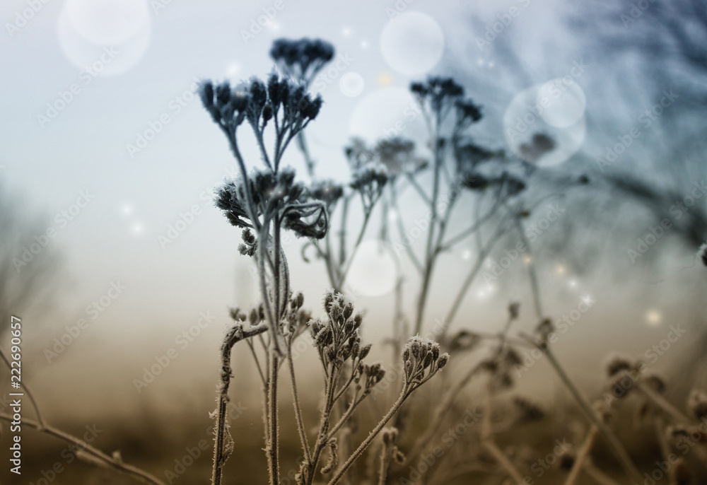 Obraz premium winter background with frozen grass and fog