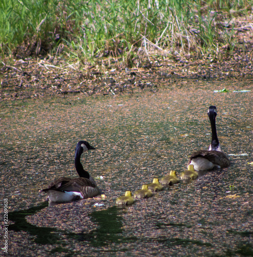 Following The Leader