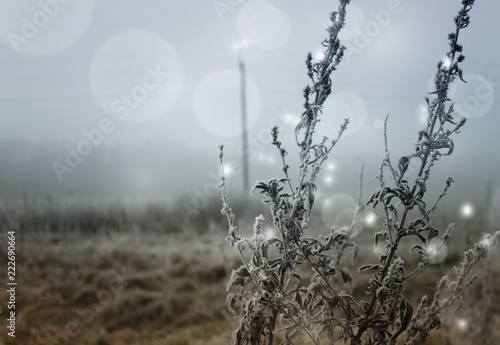 winter background with frozen grass and fog © Jane
