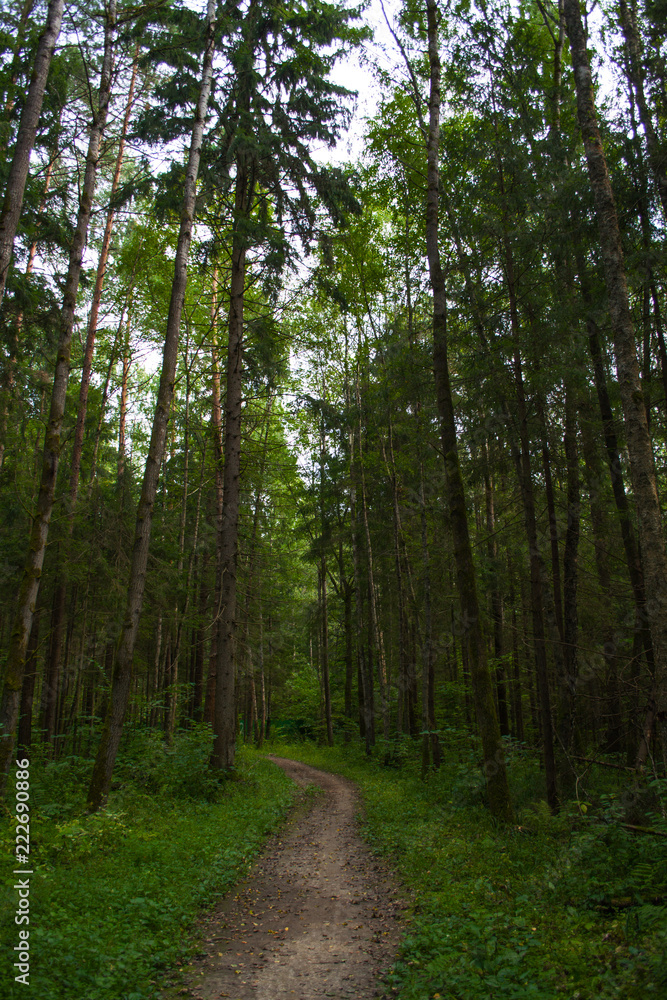 Fototapeta premium path in pine forest