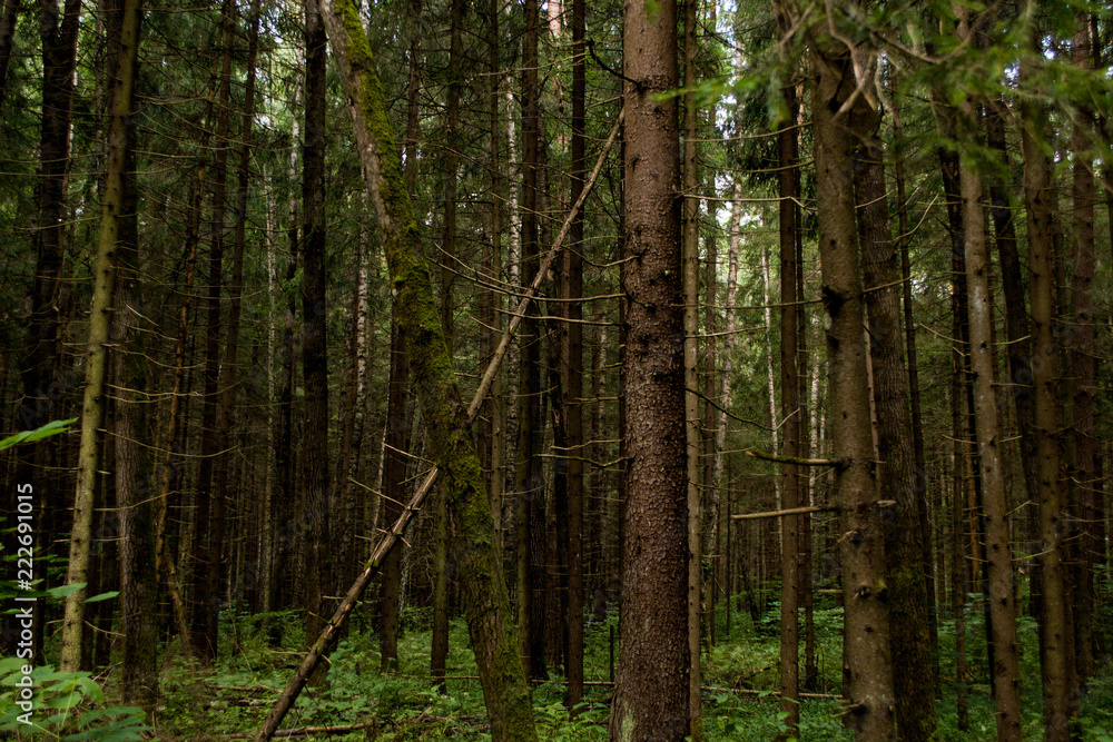 Fototapeta premium tree trunks in a pine forest