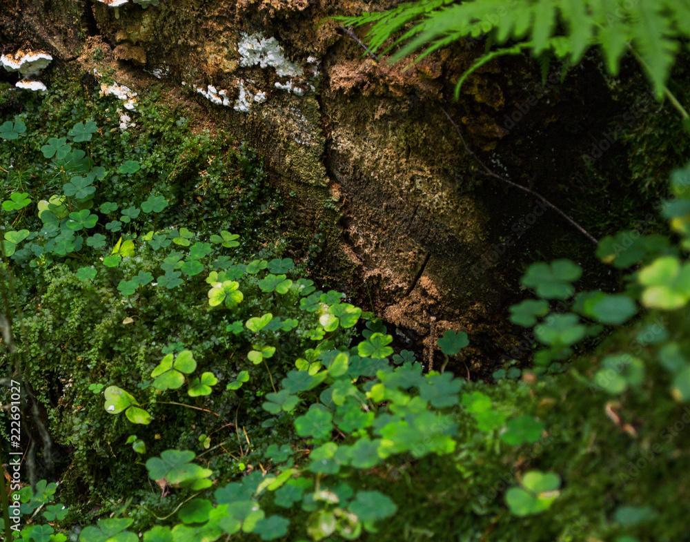 Fototapeta premium clover and lichen growing an old stump in the forest