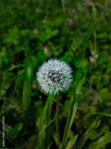 Dandelion