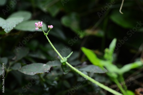 Persicaria senticasa flowers