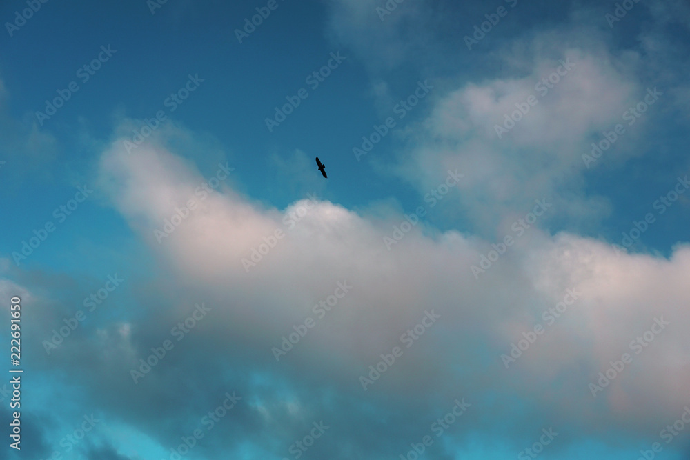 one little bird in a big pretty sky
