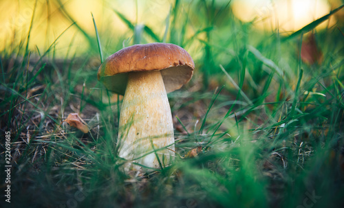 Porcini. Mushrooms grow in the forest. Vegetarian diet food. A mushroom grows in the grass. Mushrooms in the wild. © Uladzimir