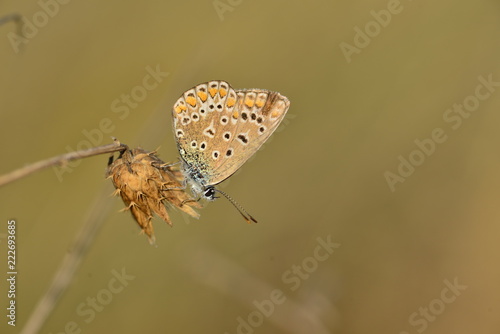 Common Blue Butterfly, U.K. Macro image of an insects camouflage under wing.
