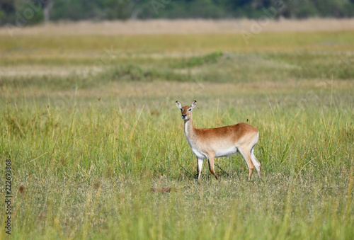 Lechwe Antilope