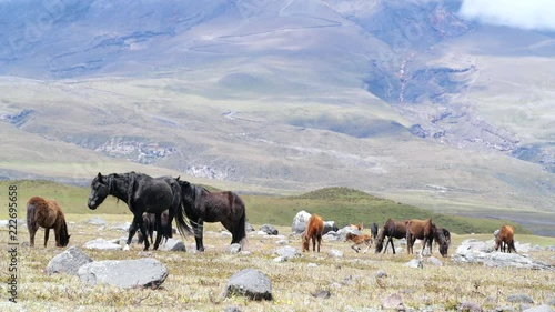 Group of wild ponies on the bleak paramo at the base of Cotopaxi Volcano in the Ecuadorian Andes