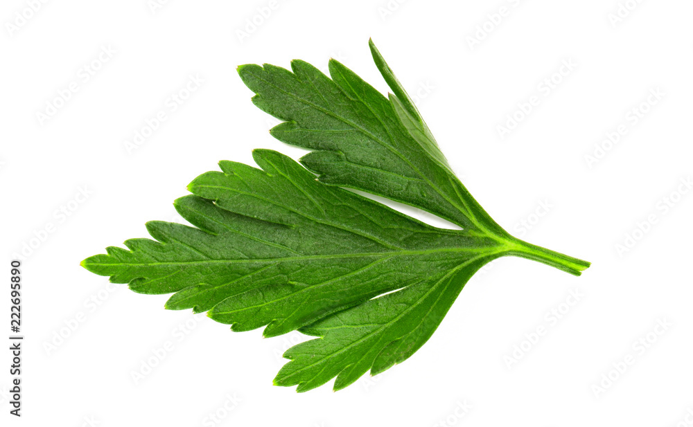 A small fragment of a parsley branch A small fragment of a parsley branch